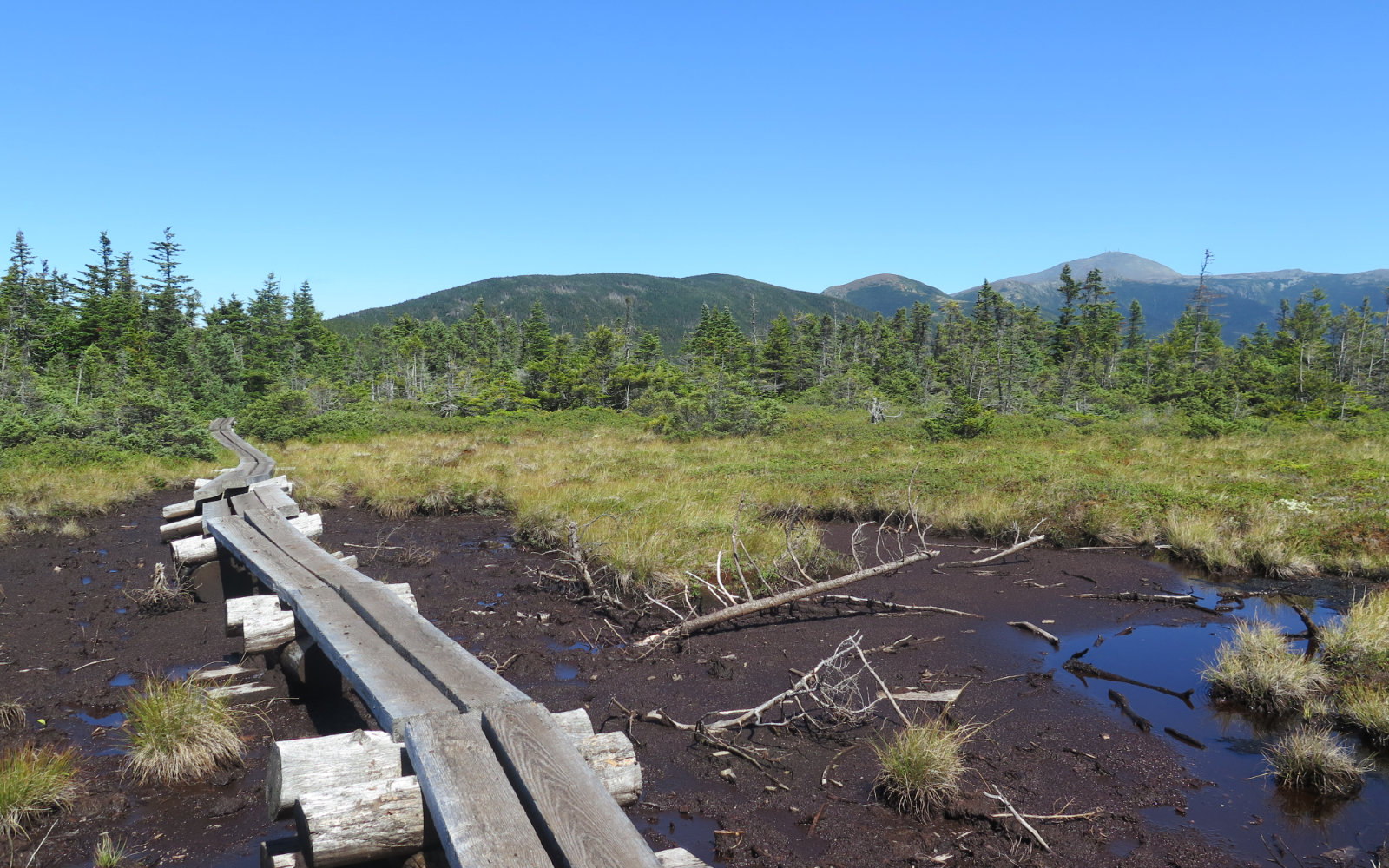 Bog-Bridge-Jackson-WJPE-20190905