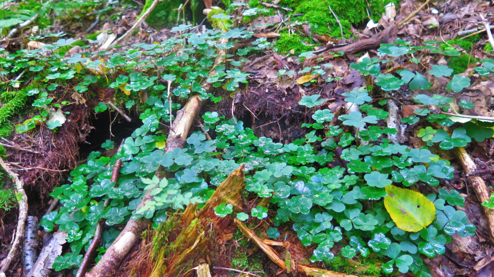 Clover-Whiteface-Passaconaway-20190912