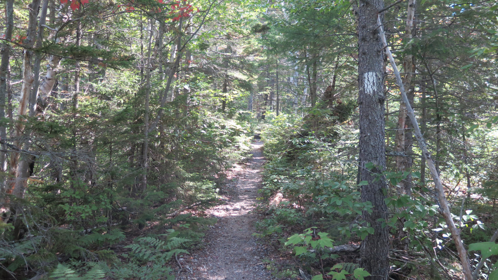 Ethan-Pond-Trail-AT-Forest-20190907