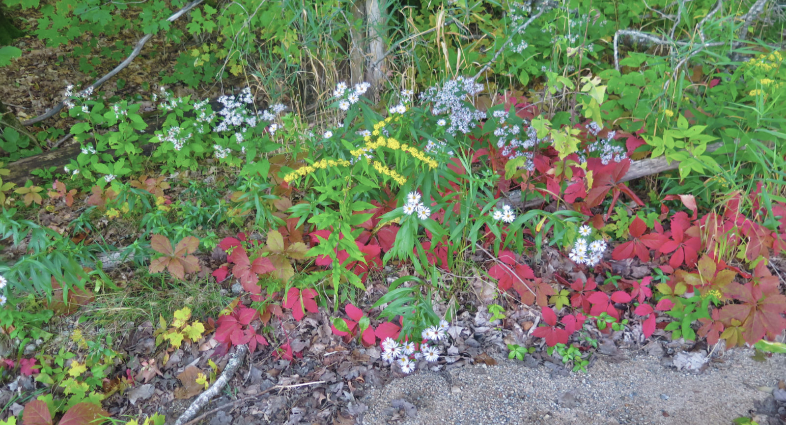 Flowers-Whiteface-Passaconaway-20190912