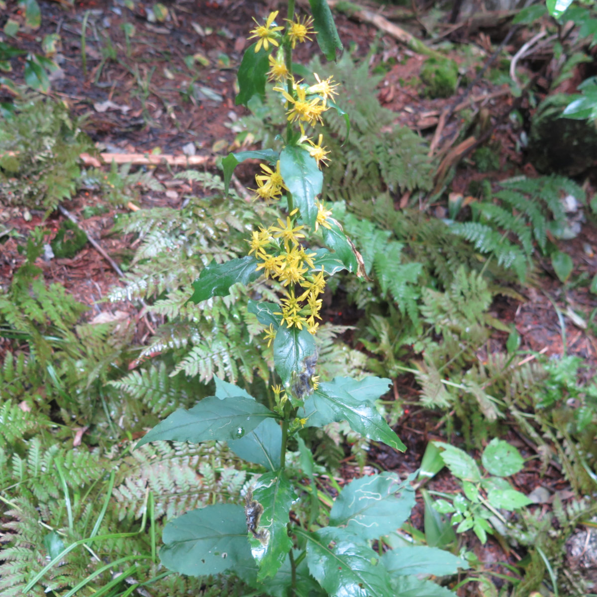 Goldenrod-Whiteface-Passaconaway-20190912