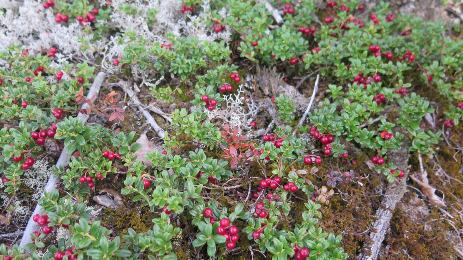 Mountain-Cranberry-Twinway-20190907