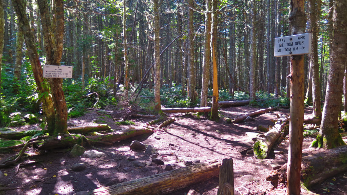 Trip Report Mt Tom, Mt Field, Mt Willey Protean Wanderer