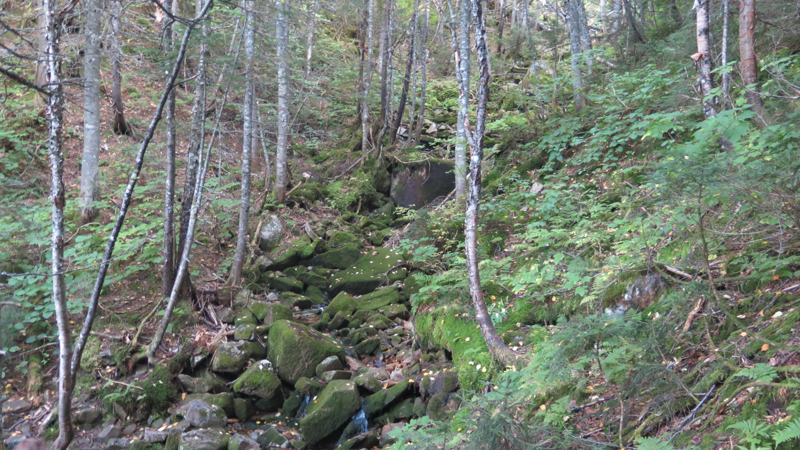 TFW-Moss-20190918