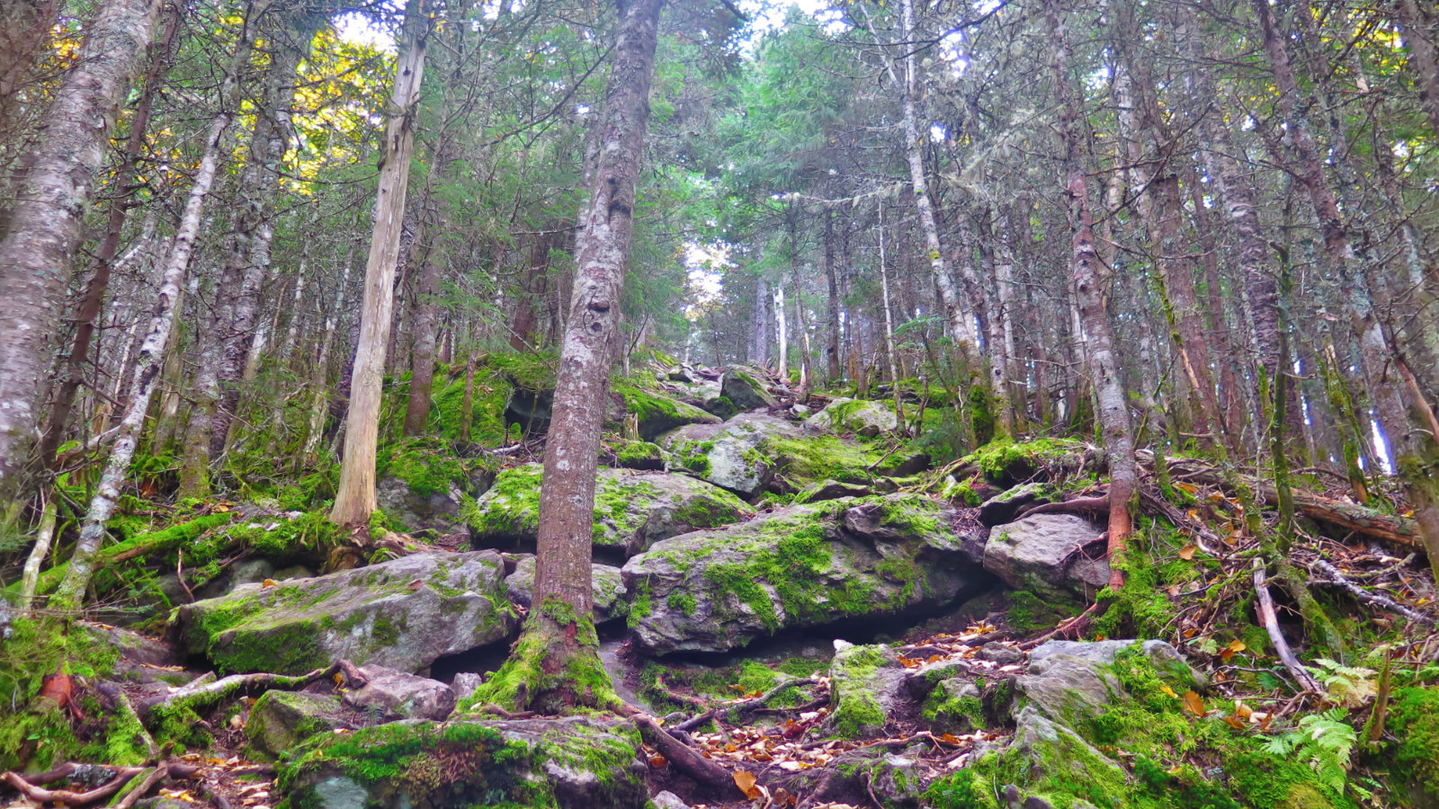 Tecumseh-Steep-Trail-20190926