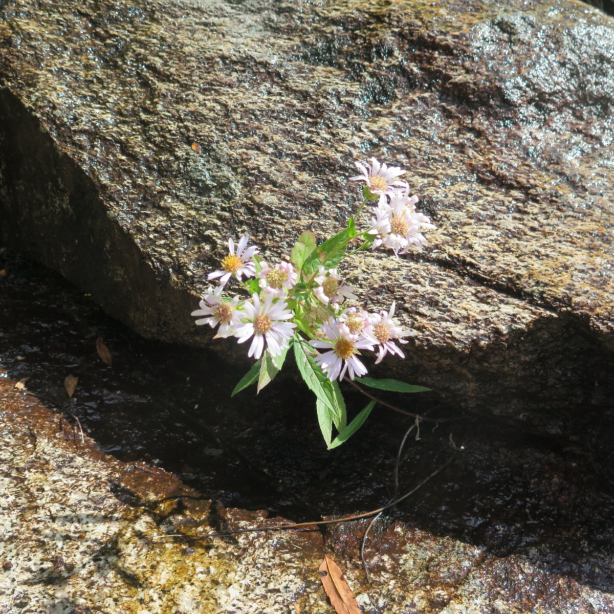 Thoreau-Falls-Asters-20190907