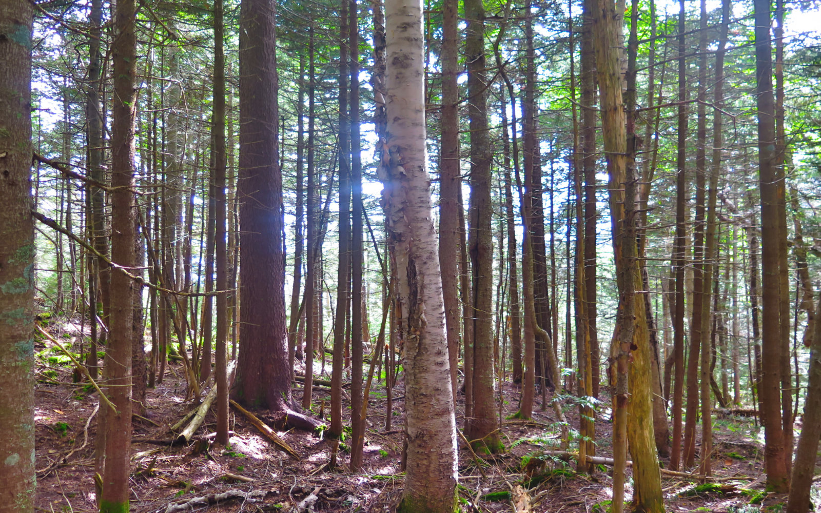 Trees-Whiteface-Passaconaway-20190912