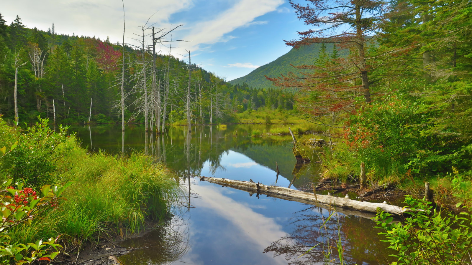 Zealand-Pond-20190907