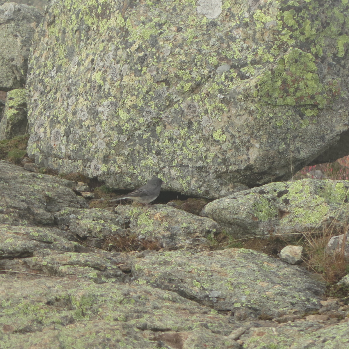 Dark-Eyed-Junco-Pemi-Loop-201910xx