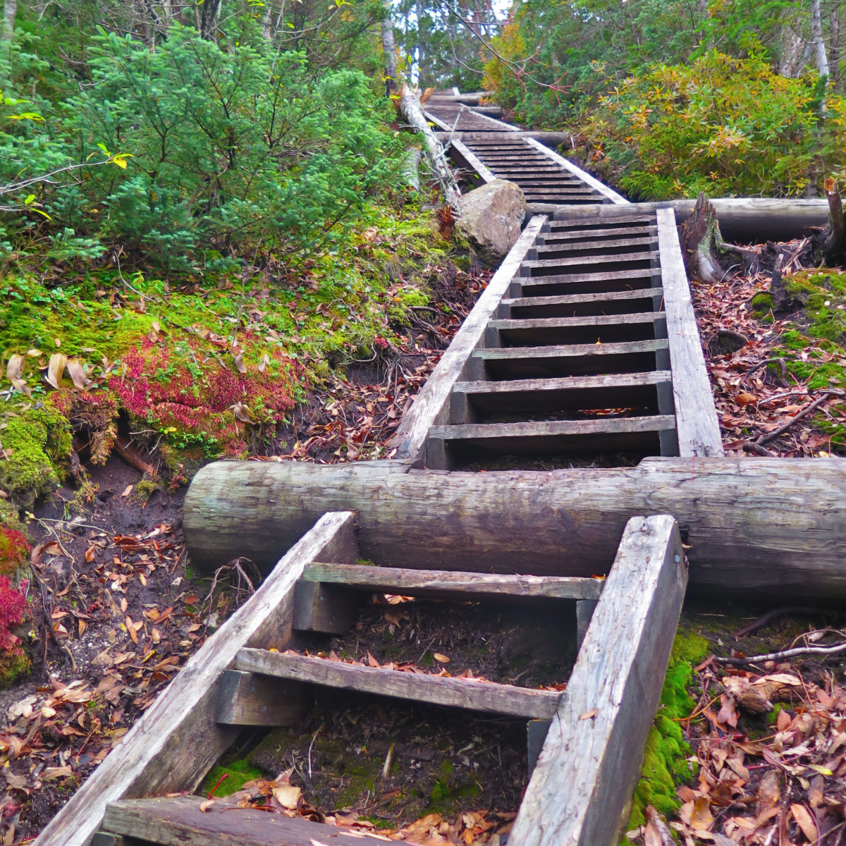 Ladders-Flume-Pemi-Loop-201910xx