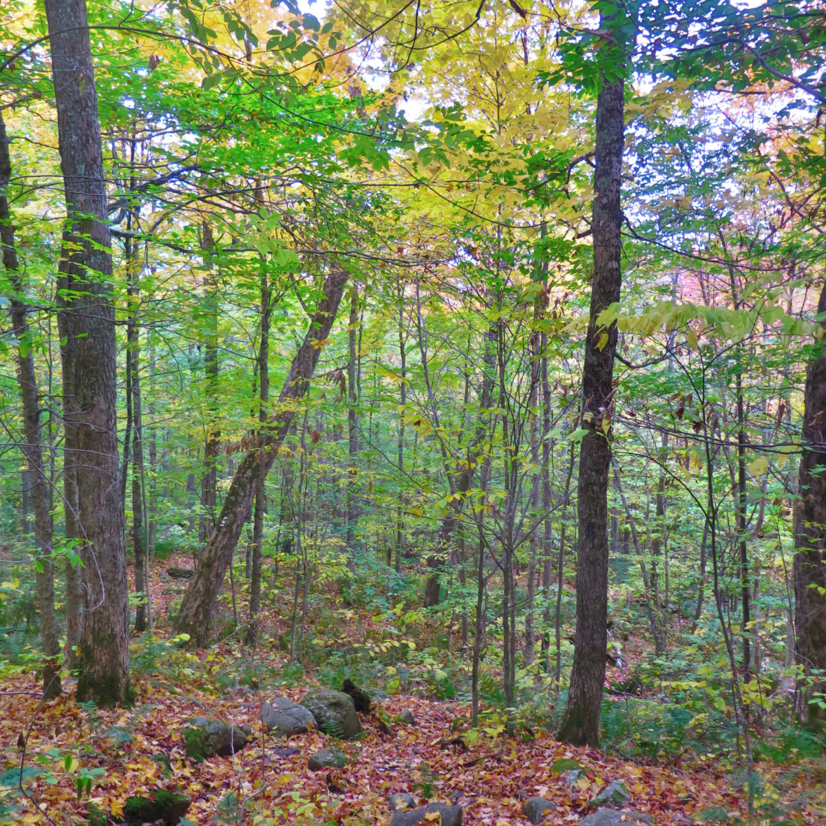 Lowes-Path-Downhill-Mt-Adams-20191012