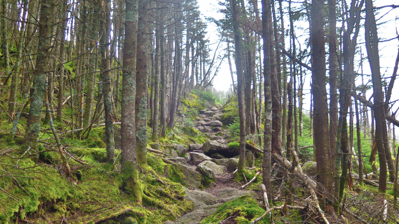 Lowes-Path-Edge-of-Forest-Mt-Adams-20191012