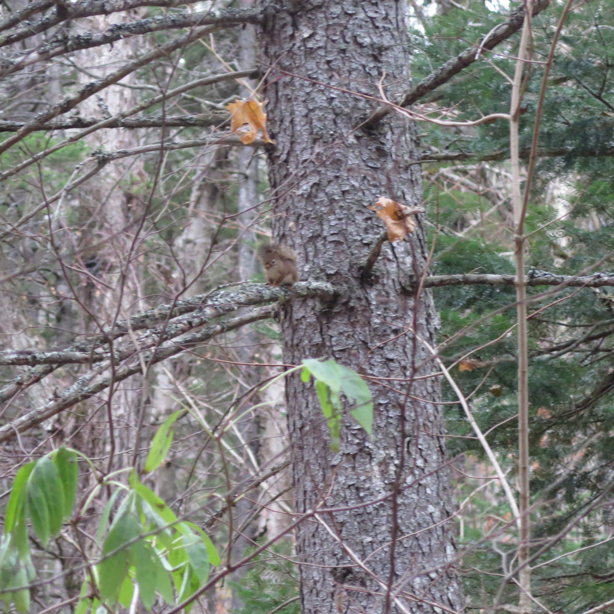 Red-Squirrel-Zealand-20191024