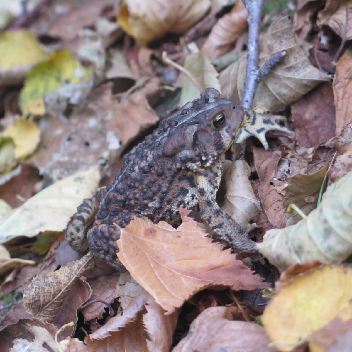 Toad-Mt-Adams-20191012