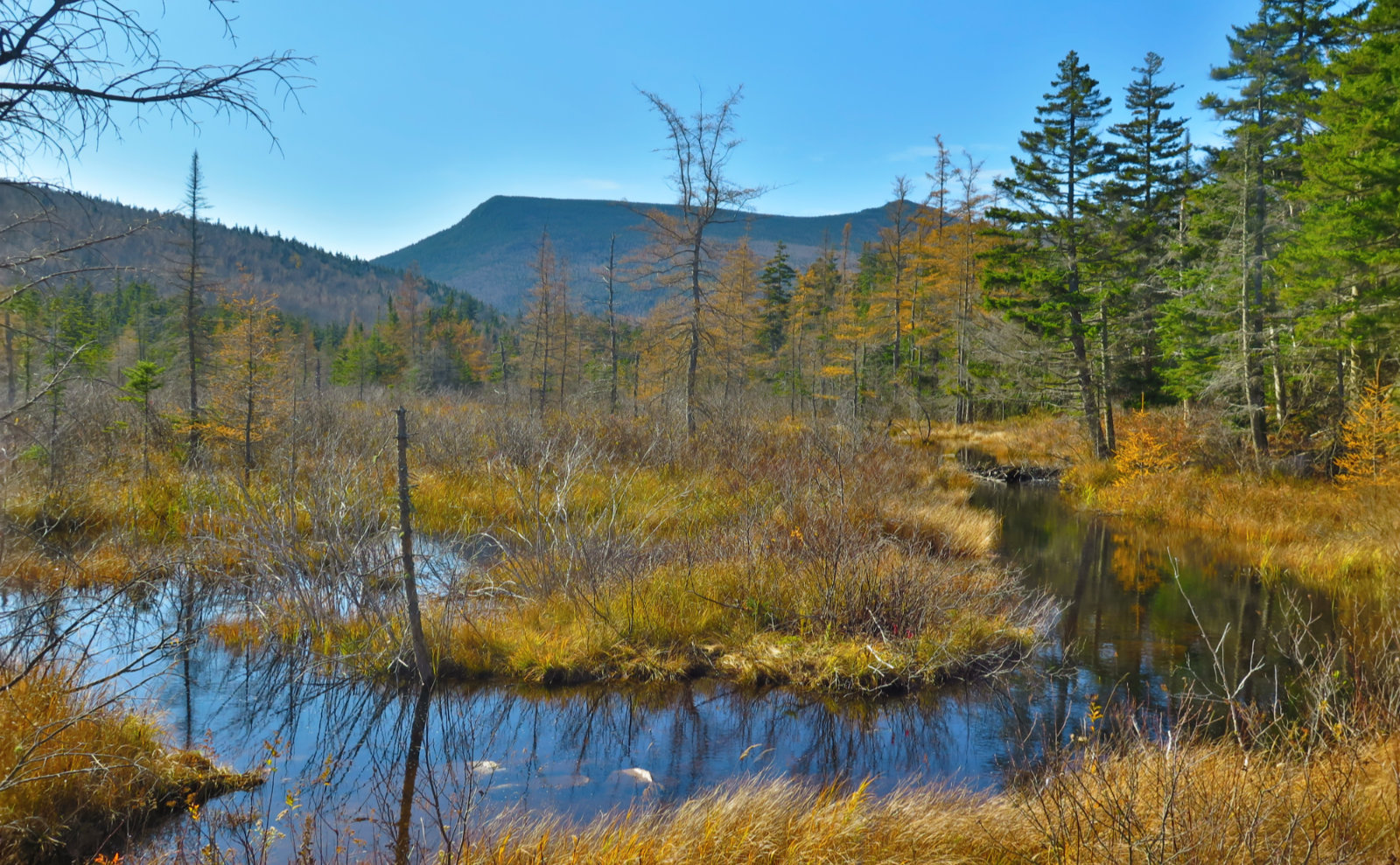 Zeacliff-Beaver-Pond-Zealand-20191024