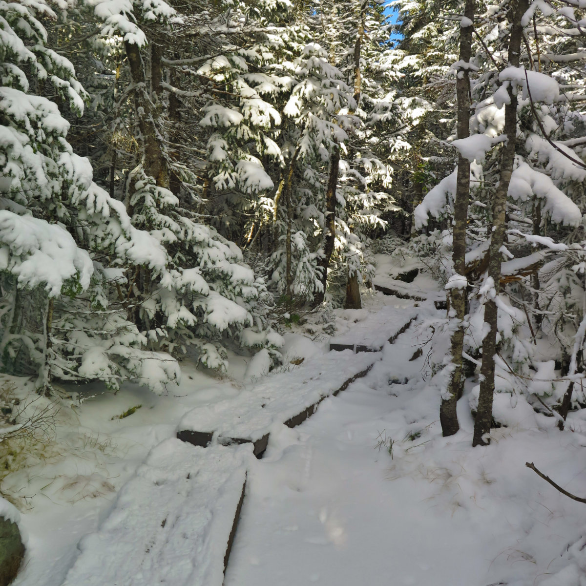 Bog-Bridge-Hancock-20191109