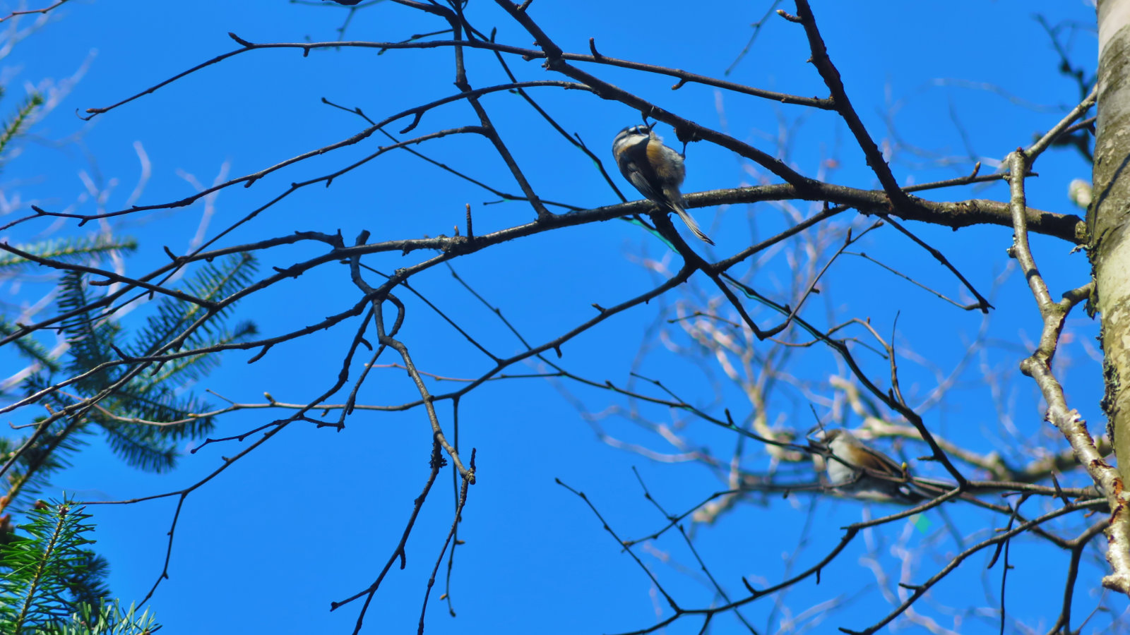 Chickadee-Hale-20191102