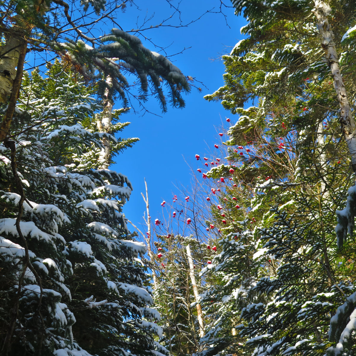 High-Berries-Hancock-20191109