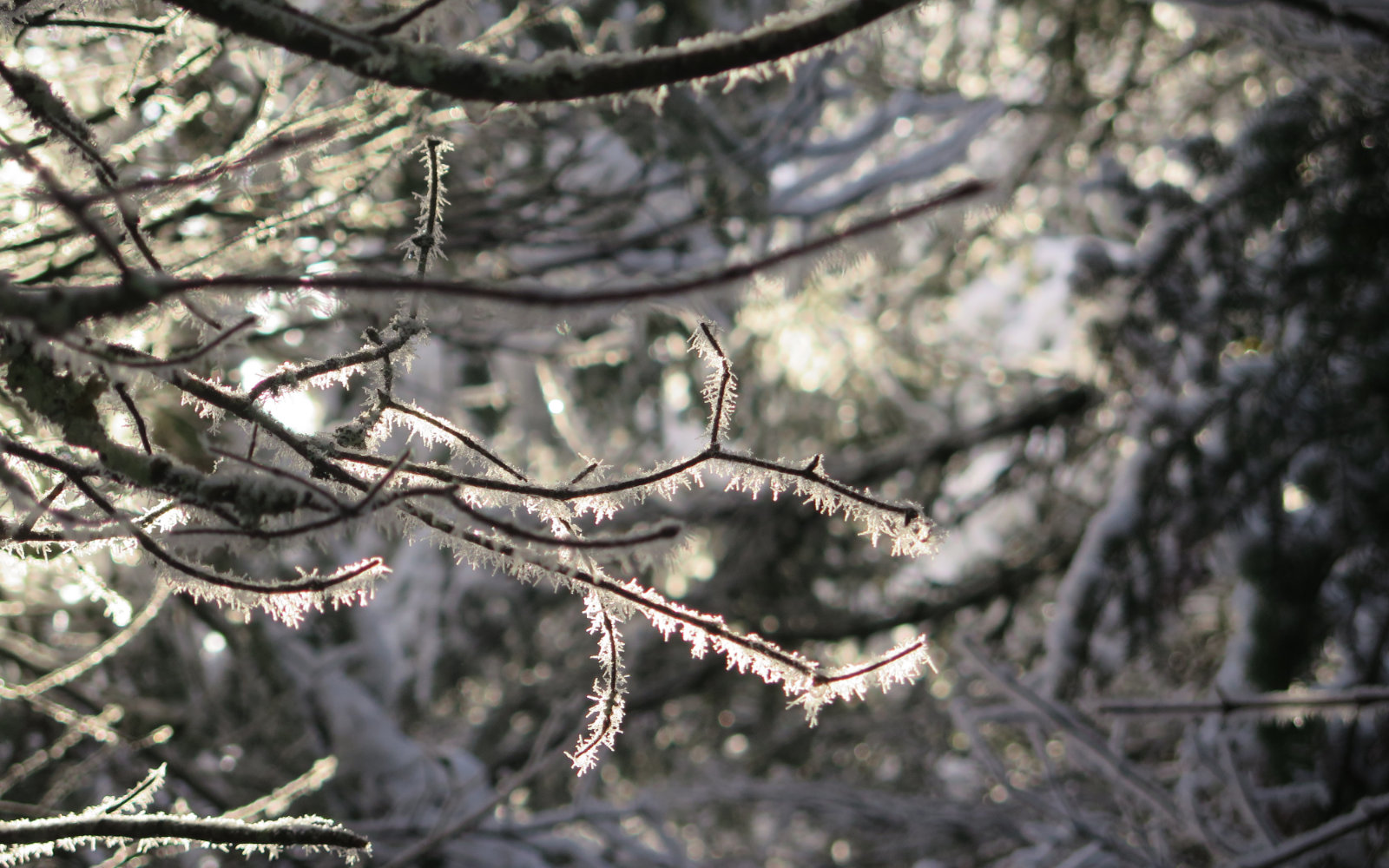 Hoar-Frost-2-Monroe-20191121