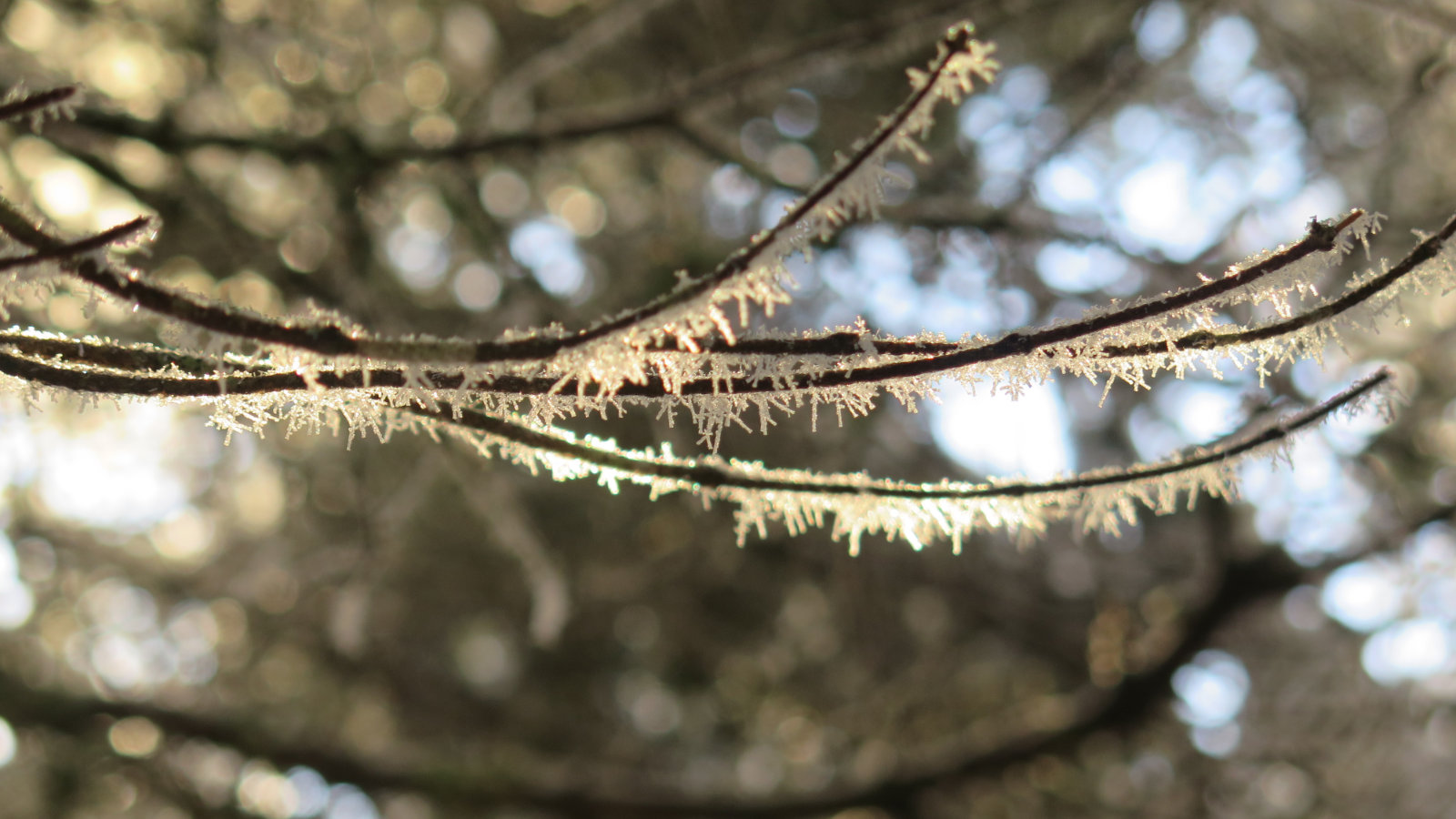 Hoar-Frost-Monroe-20191121