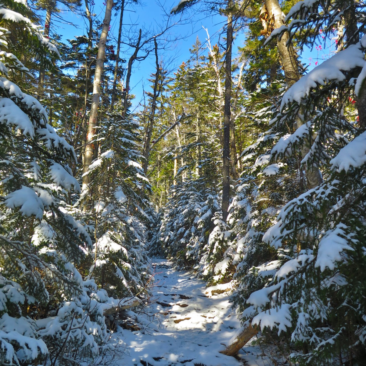 Snowy-Trail-Hancock-20191109