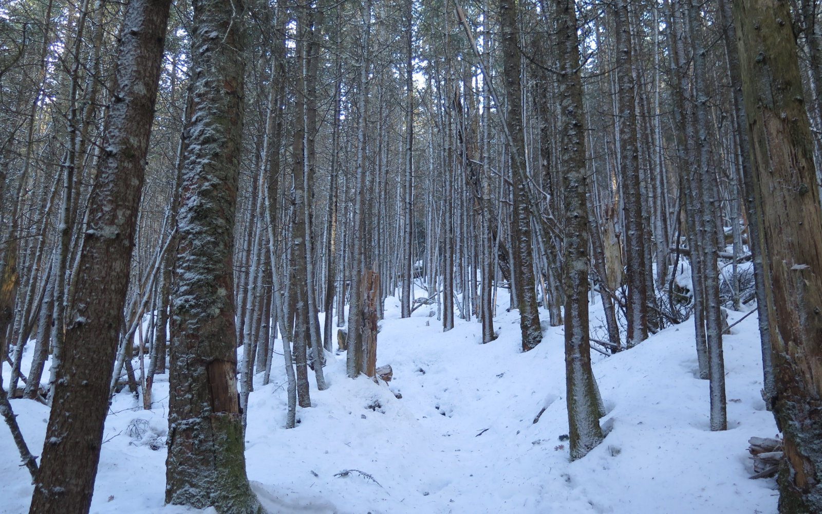 Frosty-Trees-Kinsman-20191212