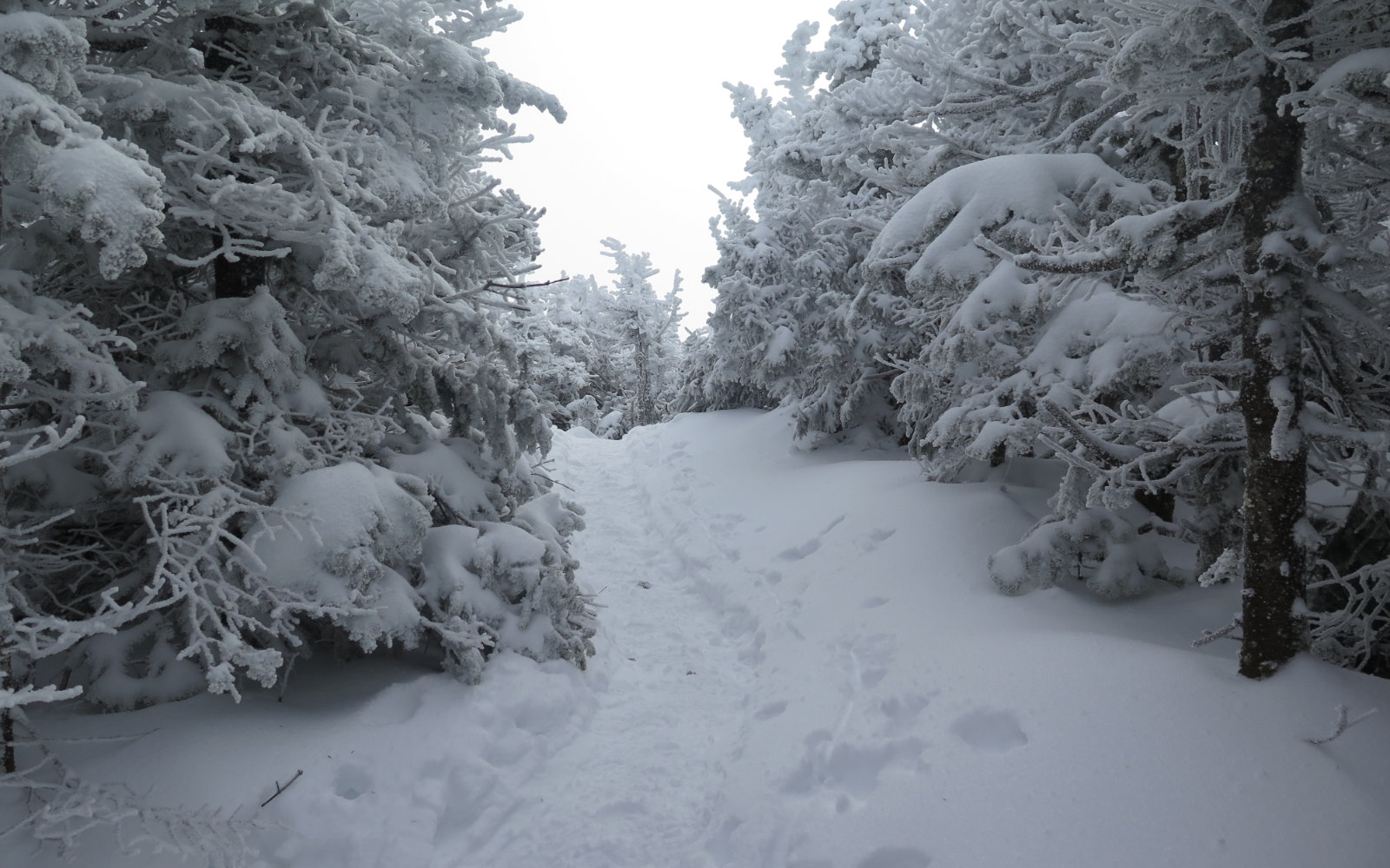 Kinsman-Ridge-Trees-Cannon-20191130