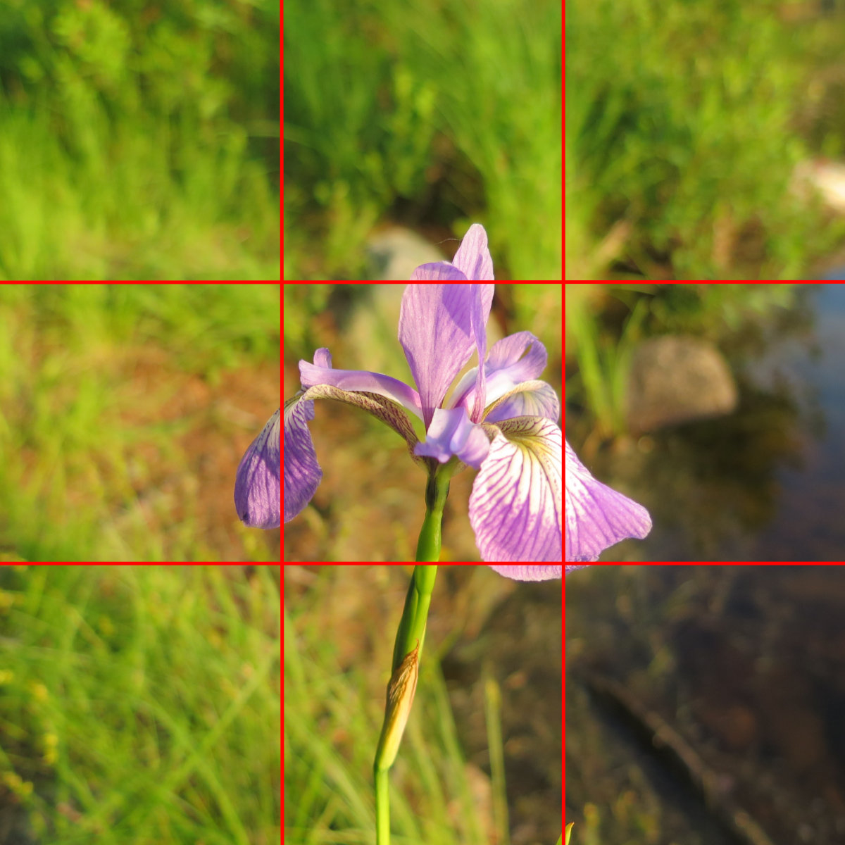 Blog-Example-Iris-Prismatica-Katahdin-BSP-20190704