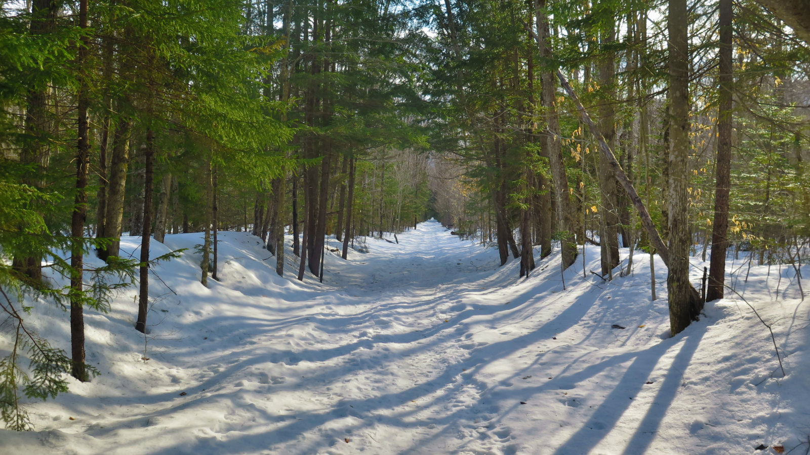 Pemi-East-Side-Lincoln-Woods-Trail-20200303