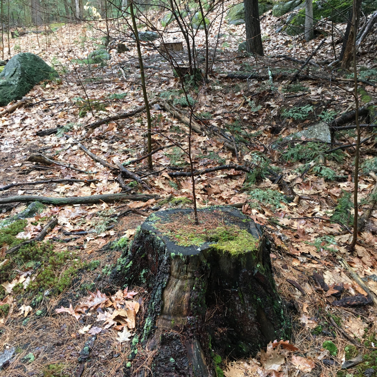 2-Tree-in-a-Stump-Fox-Research-20200409