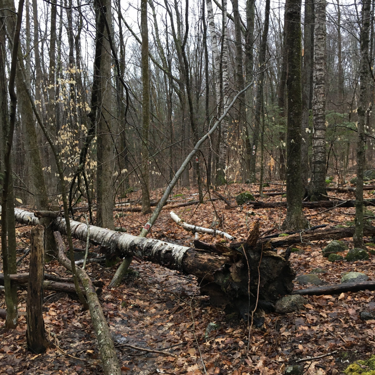 8-Fallen-Trees-Fox-Research-20200409