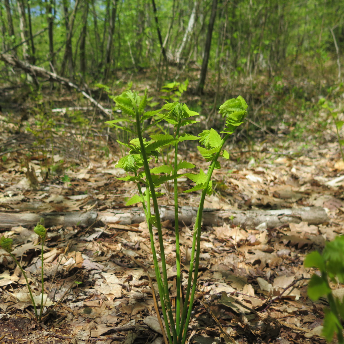 02-Fiddleheads-Ragged-20200520