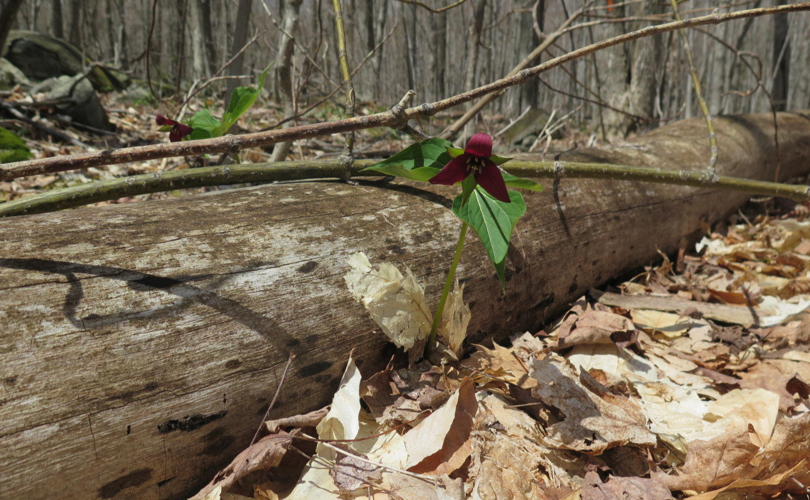 04-Sunapee-Newbury-Red-Trillium-20200512