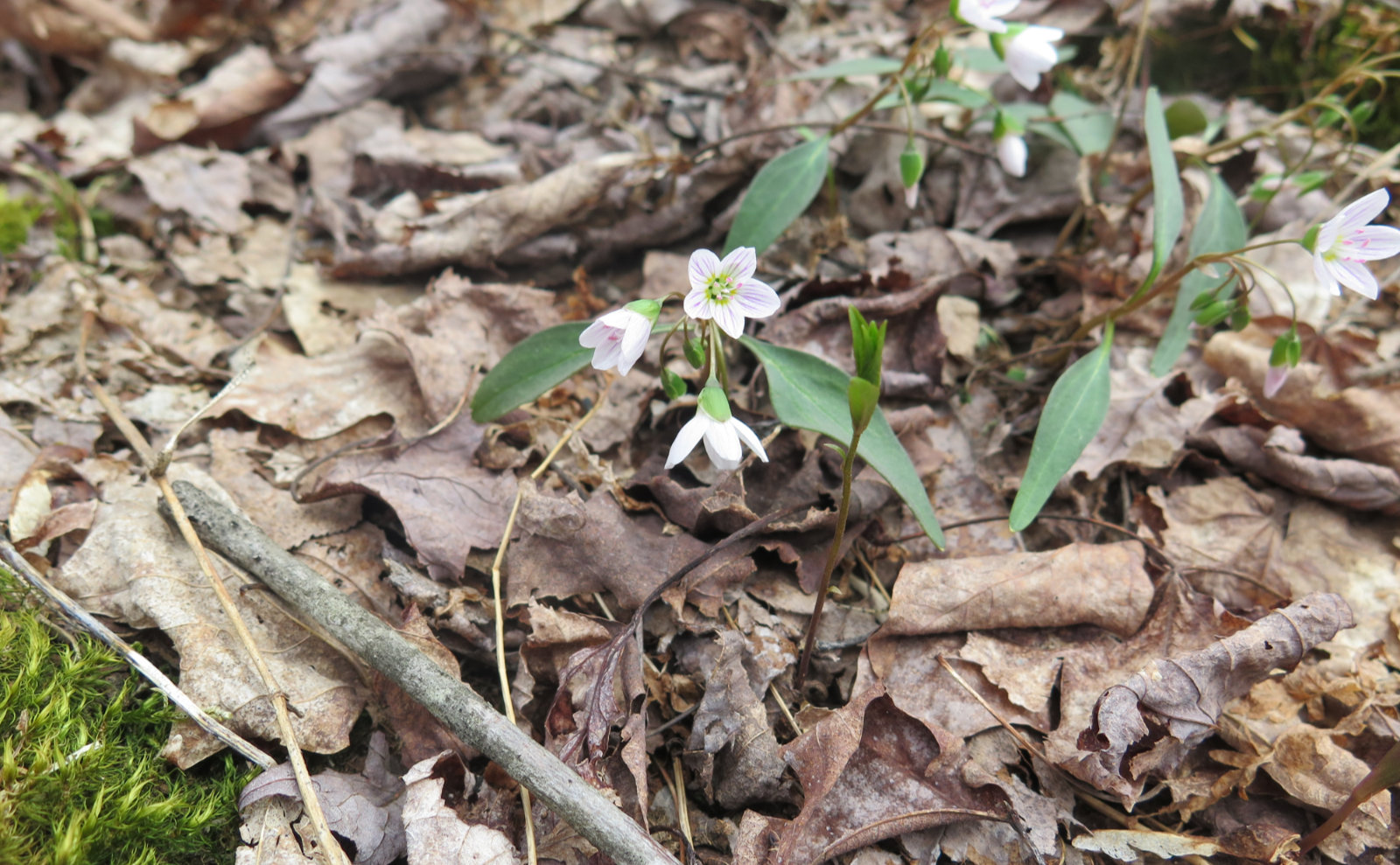 05-Pitcher-Wood-Sorrel-20200506