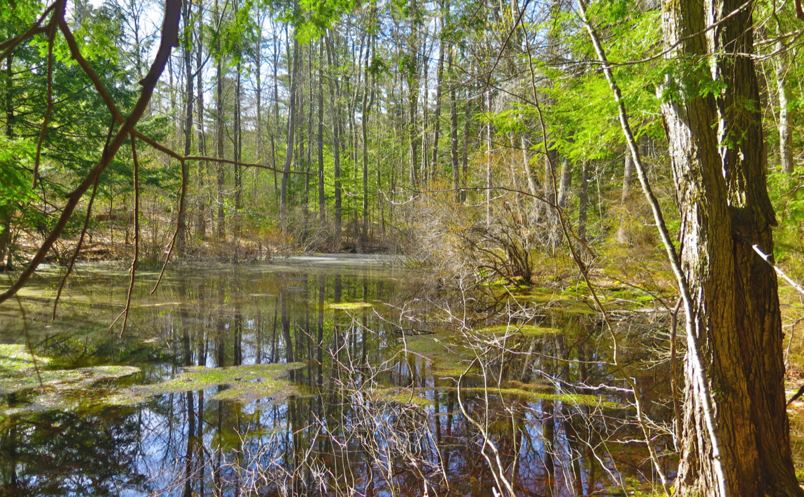 08-Crotched-Vernal-Pool-20200514