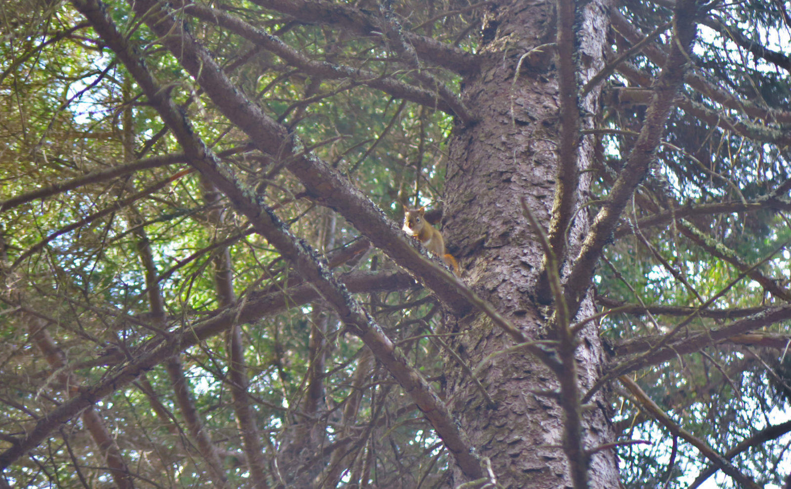 10-Sunapee-Newbury-Squirrel-20200512