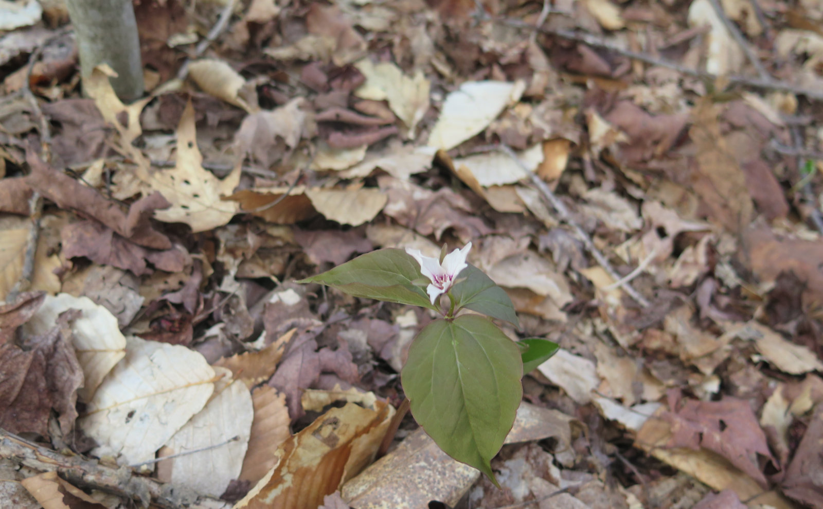 11-Sunapee-Newbury-Painted-Trillium-20200512