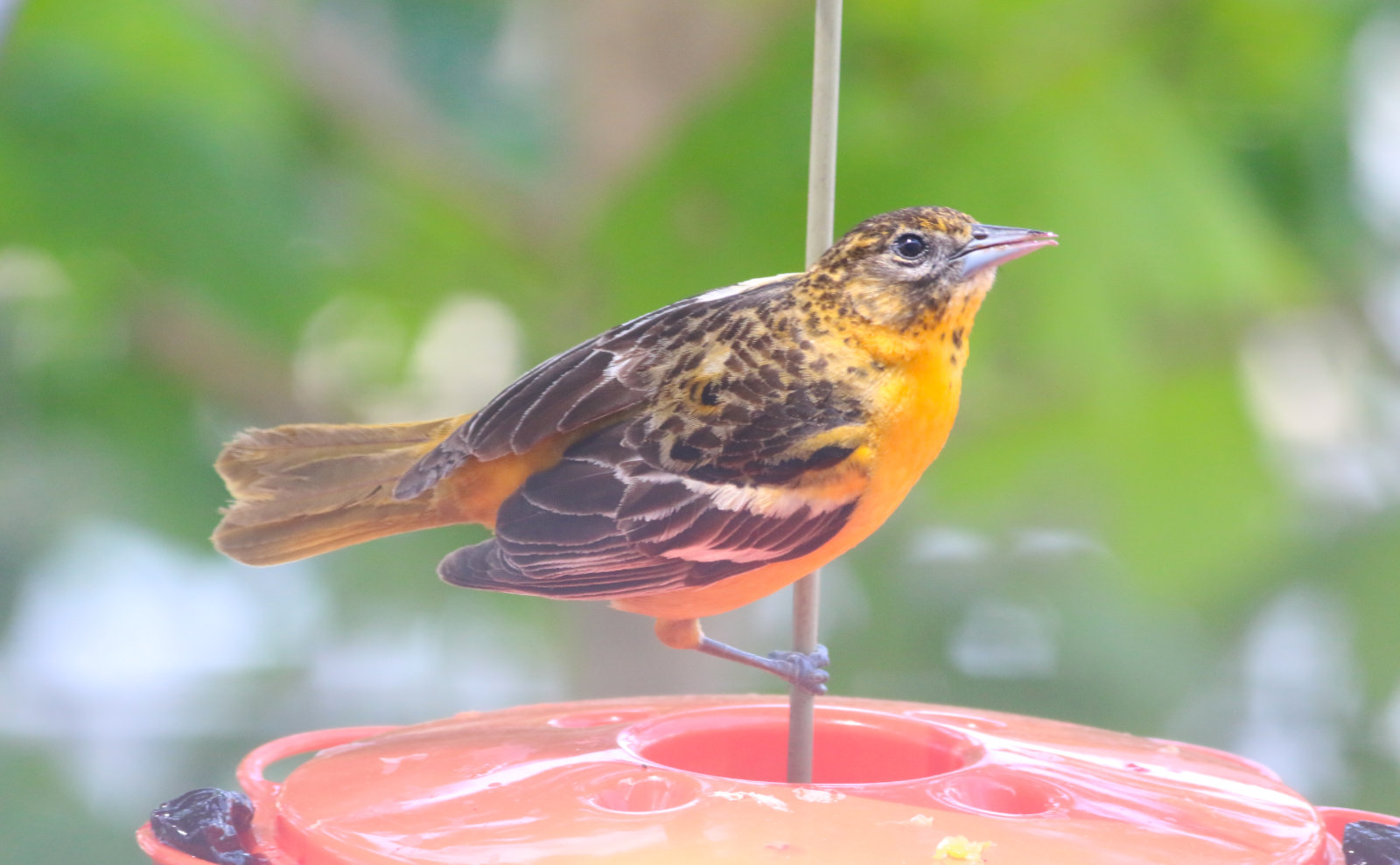 Female-Oriole-20200519