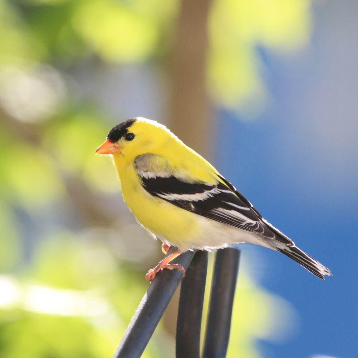 Goldfinch-20200519