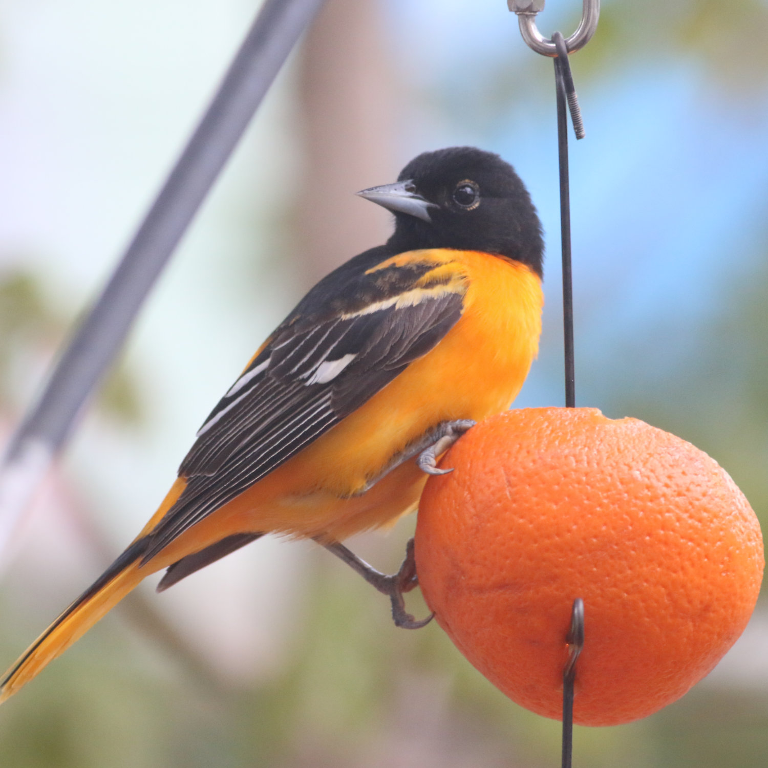 Male Baltimore Oriole perched on an orange slice. 