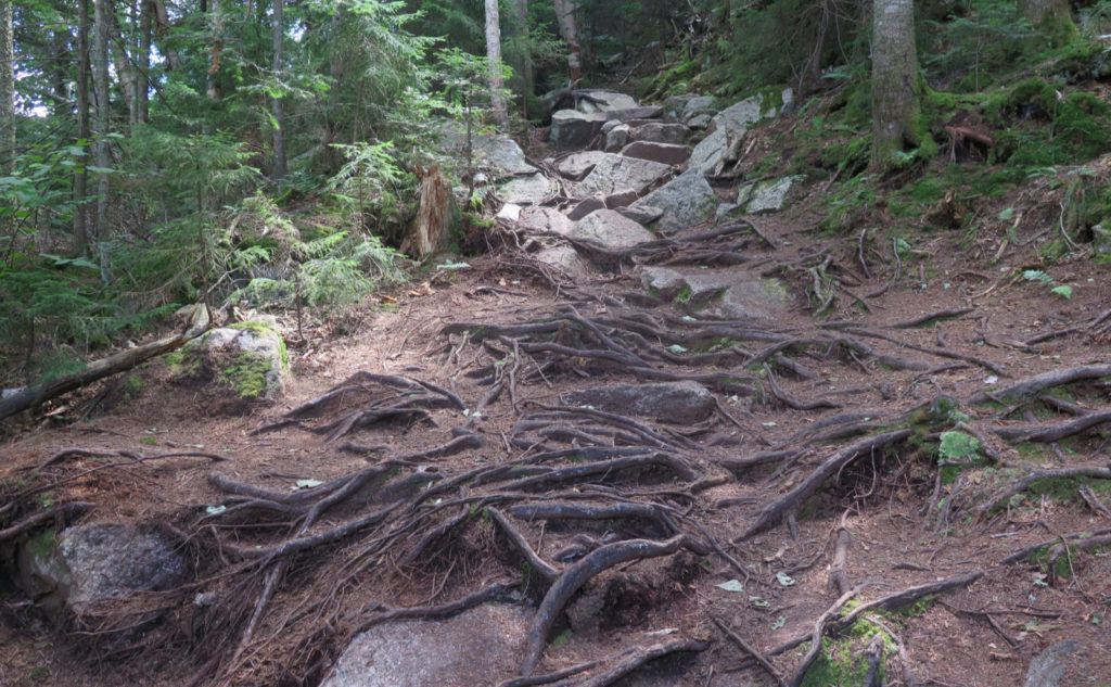 Rocks and roots on Tecumseh trail.