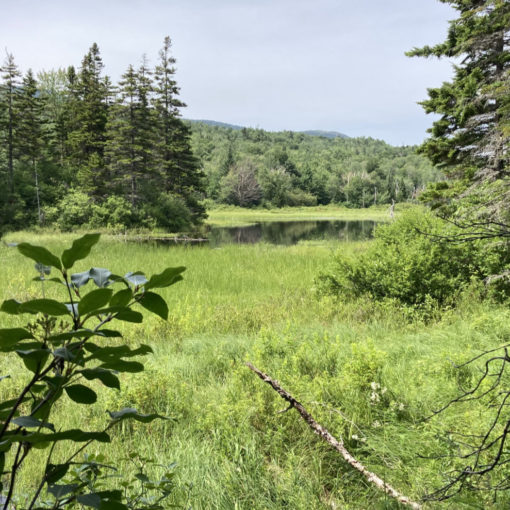 Mt Hale White Mountains New Hampshire Zealand Pond