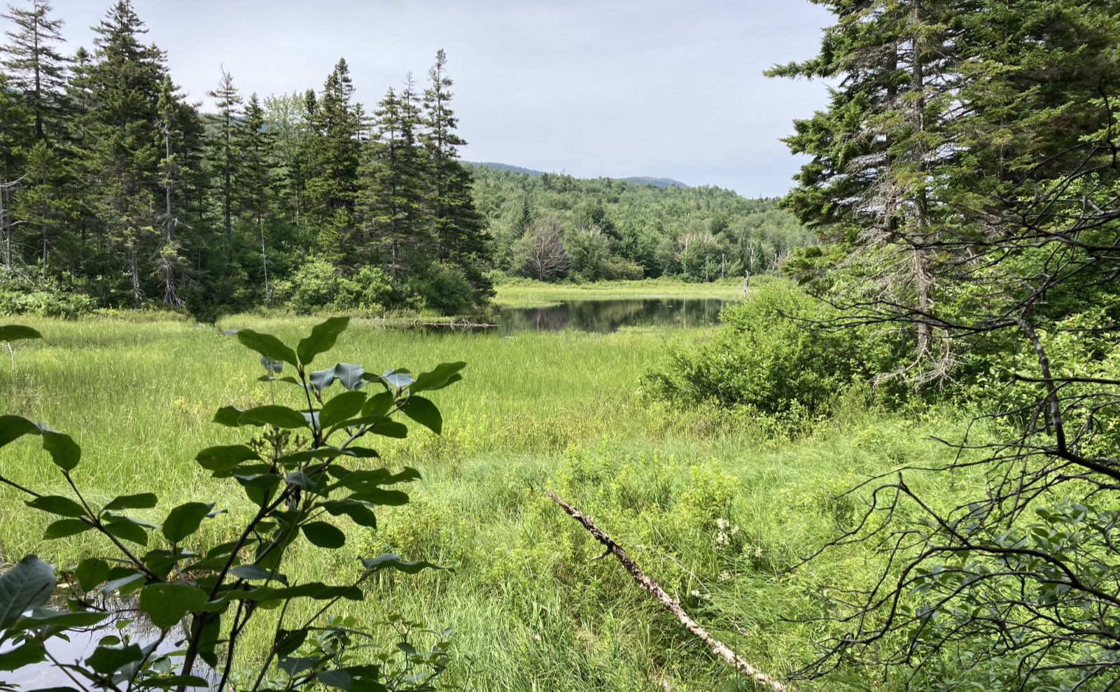 Mt Hale White Mountains New Hampshire Zealand Pond