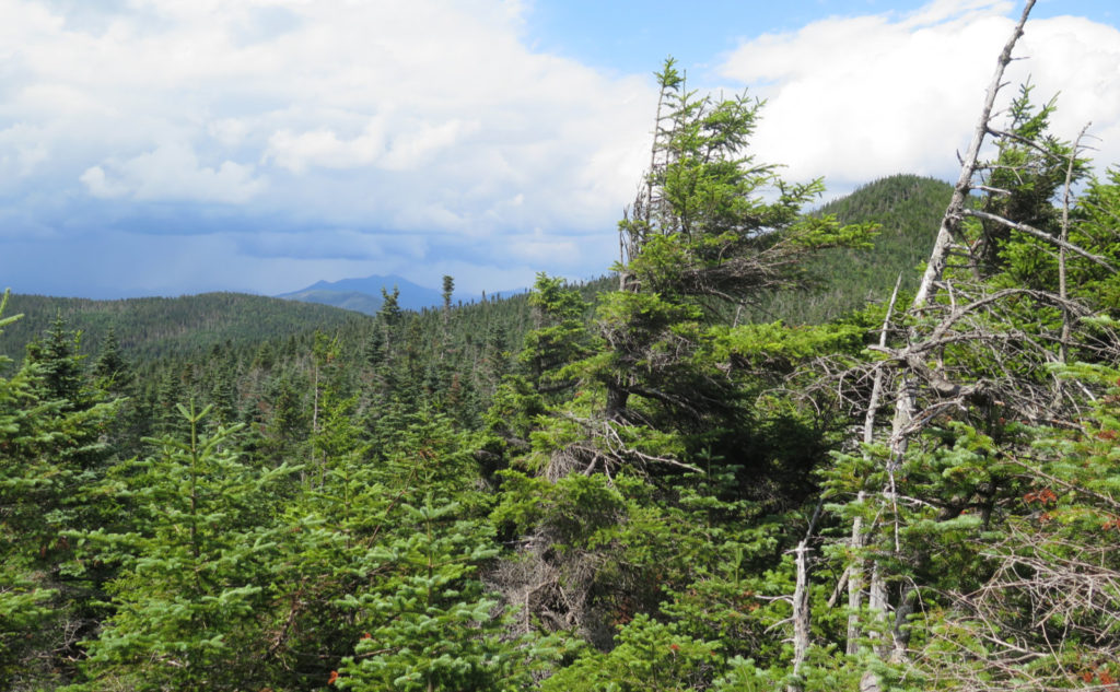 Mt Tecumseh summit with Franconia Ridge in the background.