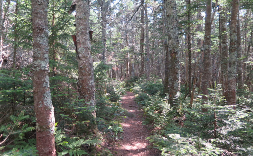 Sosman Trail, around the midpoint.