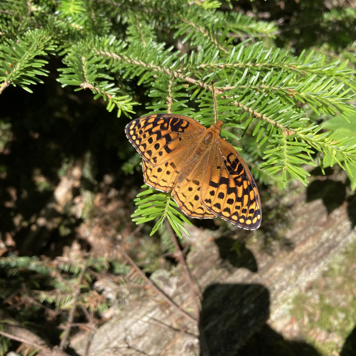 White Mountains Pemi Loop hiking trail