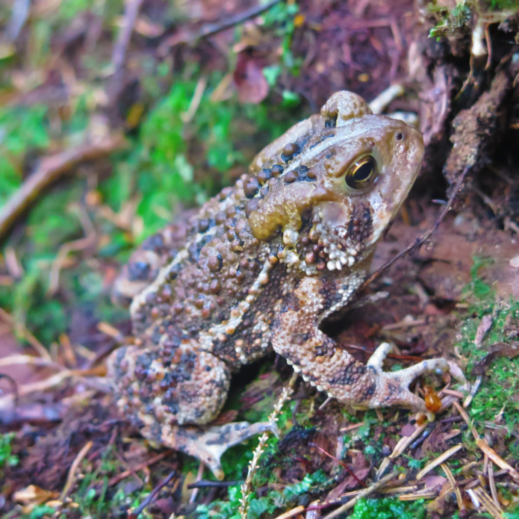 Close up of a North American Toad. 