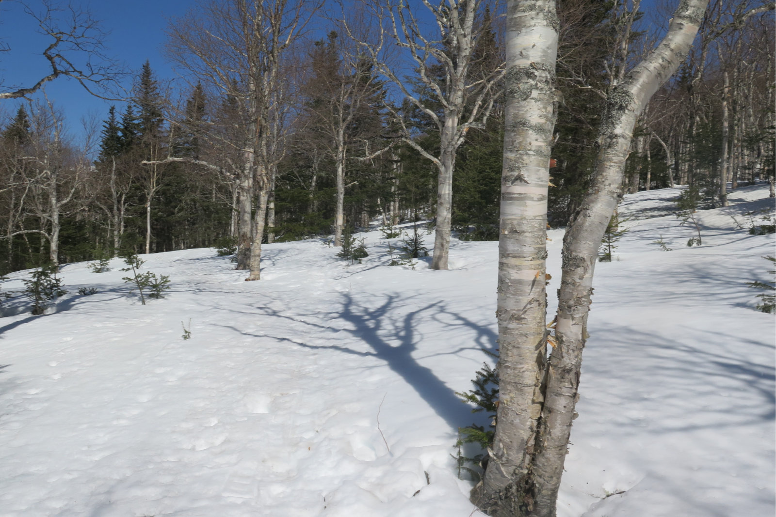Trip Report An isolated hike up Mt Isolation Protean Wanderer