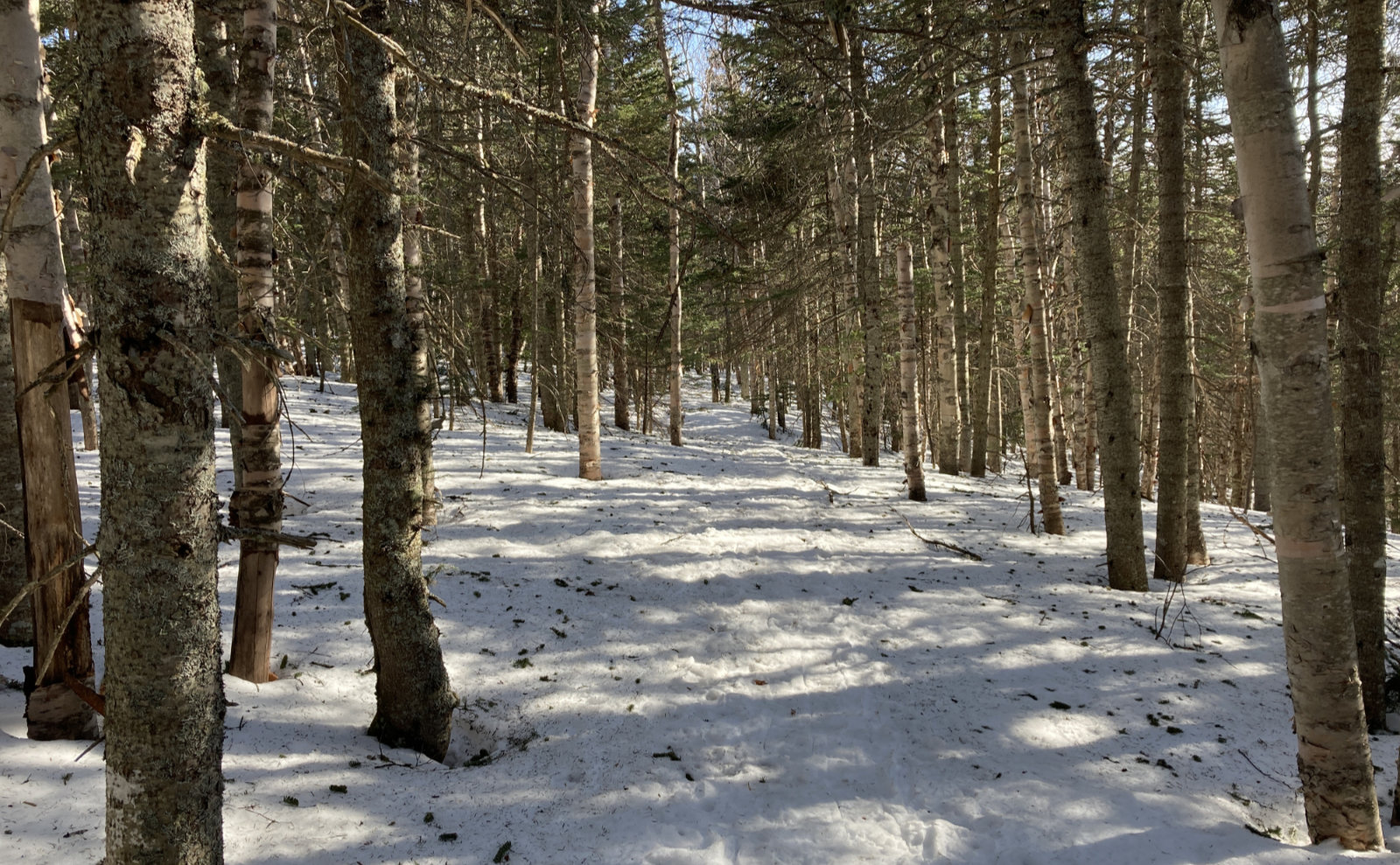 Trip Report An isolated hike up Mt Isolation Protean Wanderer