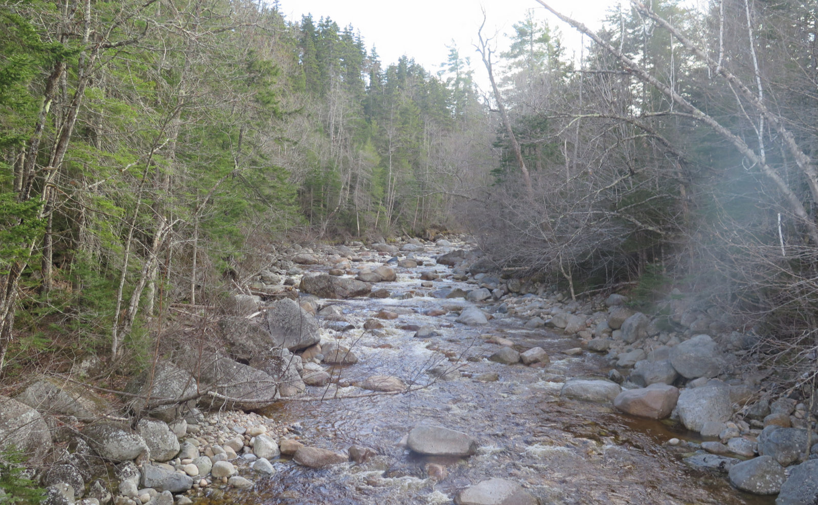 Trip Report A Hike on the Sawyer River Trail Protean Wanderer